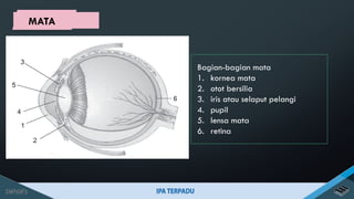Bagian-bagian mata
1. kornea mata
2. otot bersilia
3. iris atau selaput pelangi
4. pupil
5. lensa mata
6. retina
MATA
 