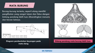 Burung-burung tertentu, seperti elang memiliki
penglihatan yang sangat tajam dan fokus dengan
bidang pandang lebih luas dibandingkan manusia
dan hewan lainnya.
Bidang pandang mata burung lebih luas
Diagram pembentukan bayangan pada
mata elang
MATA BURUNG
 