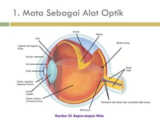 1. Mata Sebagai Alat Optik Iris Ligamen pemegang lensa Kornea Pupil Cairan  a queous (aqueous humor) Lens a kristalin Cairan v itreous (vit   reous humor) Bintik buta Pembuluh nadi (arteri) dan  pembuluh balik (vena) Saraf mata Bintik kuning Retina Gambar 22.  Bagian-bagian Mata Otot  Koroid 
