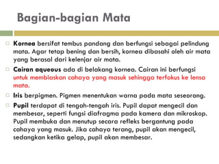 Bagian-bagian Mata Kornea  bersifat tembus pandang dan berfungsi sebagai pelindung mata. Agar tetap bening dan bersih, kornea dibasahi oleh air mata yang berasal dari kelenjar air mata. Cairan aqueous  ada di belakang kornea. Cairan ini   berfungsi   untuk membiaskan cahaya yang  masuk sehingga terfokus ke lensa mata. Iris  berpigmen. Pigmen  menentukan warna pada mata seseorang.  Pupil  terdapat di tengah-tengah iris. Pupil dapat mengecil dan membesar, seperti fungsi diafragma pada kamera dan mikroskop. Pupil membuka dan menutup secara refleks bergantung pada cahaya yang masuk. Jika cahaya terang, pupil akan mengecil, sedangkan ketika gelap, pupil akan membesar. 