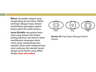 Retina  merupakan selaput yang mengandung sel-sel indera. Retina berfungsi sebagai layar, tempat terbentuknya  bayangan, seperti halnya pelat film pada kamera. Lensa Kristalin  merupakan lensa mata yang terbuat dari  bahan bening, berserat, dan kenyal. Untuk memfokuskan bayangan pada retina, lensa mencembung atau memipih. Daya untuk membuat lensa mata cembung dan memipih sesuai dengan jarak benda yang dilihat disebut  daya akomodasi. Gambar 23.  Pupil dalam Berbagai Kondisi Cahaya 