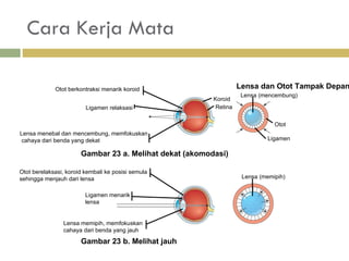 Cara Kerja Mata Lensa (memipih) L ensa (mencembung) Otot Ligamen Koroid Retina L ensa dan Otot Tampak Depan Otot berkontraksi menarik koroid Ligamen relaksasi Lensa menebal dan mencembung, memfokuskan  cahaya dari benda yang dekat Gambar 23 a.   Melihat dekat (akomodasi) Gambar 23 b. Melihat jauh Otot berelaksasi, koroid kembali ke posisi semula sehingga menjauh dari lensa Ligamen menarik  lensa Lensa memipih, memfokuskan  cahaya dari benda yang jauh 