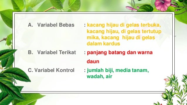 Pengaruh Intensitas Cahaya Terhadap Pertumbuhan Kacang Hijau