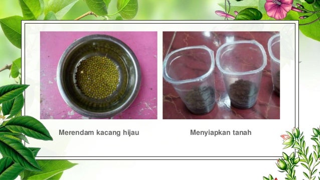 Pengaruh Intensitas Cahaya Terhadap Pertumbuhan Kacang Hijau