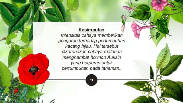 Pengaruh Intensitas Cahaya Terhadap Pertumbuhan Kacang Hijau