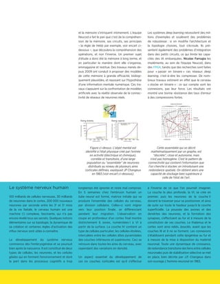 et la mémoire s'intriquent intimement. L'équipe
Neucod a fait le pari que c'est de la compréhen-
sion de la mémoire, ses circuits, ses principes
– la règle de Hebb par exemple, voir encart ci-
dessous –, que découlera la compréhension des
opérations, et non l'inverse. Un premier sujet
d'étude a donc été la mémoire à long terme, et
en particulier la manière dont elle s'organise,
emmagasine et restitue. Des travaux menés de-
puis 2009 ont conduit à proposer des modèles
de cette mémoire à grande efficacité, biologi-
quement plausibles, et reposant sur l'hypothèse
d'une information mentale numérique. Ces tra-
vaux s'appuient sur la confrontation de modèles
artificiels avec la réalité observée de la connec-
tivité de réseaux de neurones réels.
Le système nerveux humain
100 milliards de cellules nerveuses, 30 milliards
de neurones dans le cortex, 200 000 nouveaux
neurones par seconde entre les 3e
et 5e
mois
de la vie fœtale, le cerveau humain est une
machine (!) complexe, fascinante, qui n'a pas
encore révélé tous ses secrets. Quelques notions
élémentaires sur sa topologie, la dynamique de
sa création et certaines règles d'activation des
influx nerveux sont utiles à connaître.
Le développement du système nerveux
commence dès l'embryogénèse et se poursuit
bien après la naissance. Il est constitué de deux
types de cellules, les neurones, et les cellules
gliales qui en forment l'environnement et dont
la part dans les processus cognitifs a trop
longtemps été ignorée et reste mal comprise.
En 5 semaines chez l'embryon humain un
tube neural est formé, matrice initiale qui va
produire l'ensemble des cellules du cerveau,
par division cellulaire. Celles-ci vont migrer
vers leur position finale, se différenciant
pendant leur migration. L'observation en
coupe en profondeur d'un cortex final montre
distinctement 6 zones, numérotées I à VI à
partir de la surface. La couche IV contient un
type de cellules particulier, les cellules étoilées,
intercalées entre les cellules dites pyramidales
des couches inférieures et supérieures. Ceci se
retrouve dans toutes les aires du cerveau, avec
cependant des variations en densité.
Un aspect essentiel du développement de
ces six couches corticales est qu'il s'effectue
à l'inverse de ce que l'on pourrait imaginer.
La couche la plus profonde, la VI, se crée en
premier, puis les neurones de la couche V
doivent la traverser pour se positionner, et ainsi
de suite sur toute la hauteur jusqu'à la couche
superficielle. La poussée des axones et des
dendrites des neurones, et la formation des
synapses, s'effectuent au fur et à mesure de la
constitution de ces couches. Le thalamus et le
cortex sont ainsi reliés, bouclés, avant que les
couches III et II ne se forment. Les connexions
s'établissent pendant cette épigénèse au fur et
à mesure de la mise à disposition du matériel
neuronal. Toute une dynamique de croissance,
de redondance transitoire des liens entre cellules
neuronales puis de stabilisation sélective se met
en place, bien décrite par J.P. Changeux dans
son ouvrage L'homme neuronal en 1983.
Figure ci-dessus. L’objet mental est
identifié à l’état physique créé par l’entrée
en activité (électrique et chimique),
corrélée et transitoire, d’une large
population ou “assemblée” de neurones
distribués au niveau de plusieurs aires
corticales définies, expliquait JP Changeux
en 1983 (voir encart ci-dessous).
Cette assemblée qui se décrit
mathématiquement par un graphe, est
“discrète”, close et autonome, mais
n’est pas homogène. C’est le pattern de
connectivité qui contient l’information que
l'on cherche à stocker, en introduisant une
redondance spatiale. On obtient alors une
capacité de stockage bien supérieure à
celle de l'état de l'art.
Les systèmes deep learning nécessitent des mil-
lions d’exemples et soulèvent des problèmes
de robustesse : si on modifie l’architecture et
la topologie choisies, tout s’écroule. Ils pré-
sentent également des problèmes d’intégration
dans des petits circuits, ce qui limite les capa-
cités des IA embarquées. Nicolas Farrugia les
implémente, au sein de l'équipe Neucod, dans
des FPGA, tandis que des recherches sont faites
pour « passer en binaire » ces réseaux deep
learning, c’est-à-dire les compresser. De nom-
breux travaux estiment en effet que le cerveau
« stocke en binaire » : ce qui compte sont les
connexions, pas leur force. Les résultats ont
montré une bonne résistance des taux d’erreur
à des compressions fortes.
macrocolonne
microcolonnecolonne
clique
neurale
 