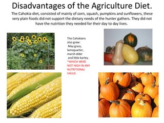 Disadvantages of the Agriculture Diet. The Cahokia diet, consisted of mainly of corn, squash, pumpkins and sunflowers, these very plain foods did not support the dietary needs of the hunter gathers. They did not have the nutrition they needed for their day to day lives.  The Cahokians also grew: May grass, lamsquarter, marsh elder and little barley. *WHICH WERE NOT HIGH IN ANY NUTRITIONAL VALUE. 