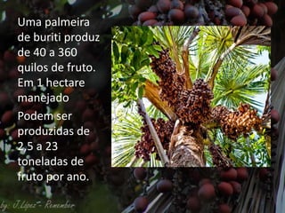 Uma palmeira
de buriti produz
de 40 a 360
quilos de fruto.
Em 1 hectare
manejado
Podem ser
produzidas de
2,5 a 23
toneladas de
fruto por ano.
 