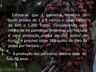 Estima-se que 1 palmeira feminina de
buriti produz de 1 a 9 cachos e, cada cacho,
de 600 a 1.200 frutos. Considerando uma
média de 64 palmeiras femininas por hectare
e uma produção média de 200 quilos de
frutos, é possível obter 384 quilos de óleo da
polpa por hectare.
A produção das palmeiras declina após 40
ou 60 anos.
 