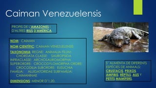 Caiman Venezuelensis
PROPIS DE L'AMAZONES I
D'ALTRES RIUS D'AMÈRICA.
S’ ALIMENTA DE DIFERENTS
ESPÈCIES DE ANIMALS:
CRUSTACIS, PEIXOS,
AMFIBIS, RÈPTILS, AUS Y
PETITS MAMÍFERS.
NOM: CAIMAN
NOM CIENTÍFIC: CAIMAN VENEZUELENSIS
TAXONOMIA: REGNE: ANIMALIA FÍLUM:
CHORDATA CLASSE: SAUROPSIDA
INFRACLASSE: ARCHOSAUROMORPHA
SUPERORDRE: CROCODYLOMORPHA ORDRE:
CROCODILIA SUBORDRE: EUSUCHIA
FAMÍLIA: ALLIGATORIDAE SUBFAMÍLIA:
CAIMANINAE
DIMENSIONS: MENOR D’1,20.
 