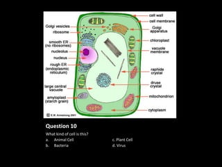 Question 10
What kind of cell is this?
a. Animal Cell               c. Plant Cell
b. Bacteria                  d. Virus
 