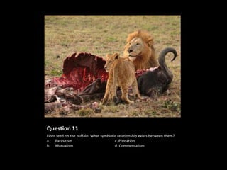 Question 11
Lions feed on the buffalo. What symbiotic relationship exists between them?
a. Parasitism                           c. Predation
b. Mutualism                            d. Commensalism
 