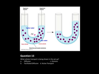 Question 13
What cellular transport is being shown in the set-up?
a. Diffusion                             c. Osmosis
b. Facilitated Diffusion d. Active Transport
 