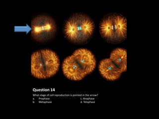 Question 14
What stage of cell reproduction is pointed in the arrow?
a. Prophase                              c. Anaphase
b. Metaphase                             d. Telophase
 
