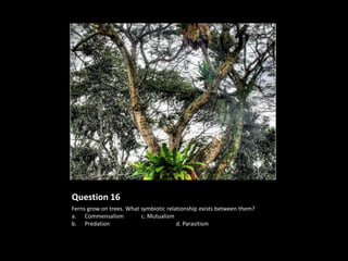 Question 16
Ferns grow on trees. What symbiotic relationship exists between them?
a. Commensalism           c. Mutualism
b. Predation                            d. Parasitism
 