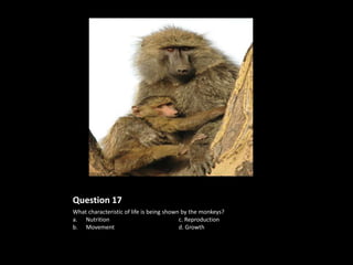 Question 17
What characteristic of life is being shown by the monkeys?
a. Nutrition                              c. Reproduction
b. Movement                               d. Growth
 