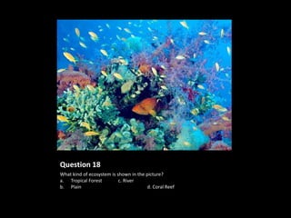Question 18
What kind of ecosystem is shown in the picture?
a. Tropical Forest         c. River
b. Plain                                d. Coral Reef
 