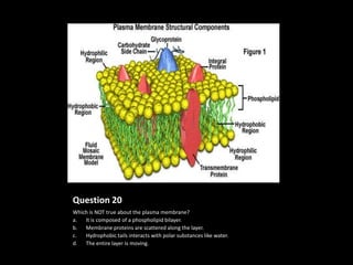 Question 20
Which is NOT true about the plasma membrane?
a.  It is composed of a phospholipid bilayer.
b. Membrane proteins are scattered along the layer.
c.  Hydrophobic tails interacts with polar substances like water.
d. The entire layer is moving.
 