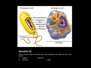 Question 23
What cell part makes the prokaryotic and eukaryotic cells different from each
other?
a. Flagella               c. Nucleus
b. Cell Wall                           d. DNA
 