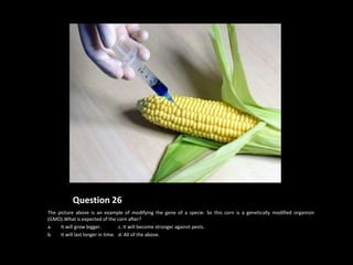 Question 26
The picture above is an example of modifying the gene of a specie. So this corn is a genetically modified organism
(GMO).What is expected of the corn after?
a.   It will grow bigger.         c. It will become stronger against pests.
b.   It will last longer in time. d. All of the above.
 