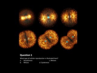Question 1
What type of cellular reproduction is illustrated here?
a. Karyokinesis                            c. Meiosis
b. Mitosis                 d. Cytokinesis
 