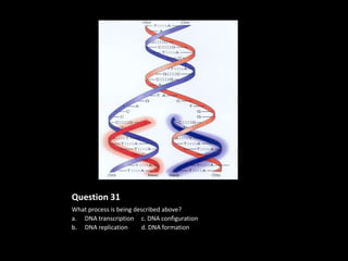 Question 31
What process is being described above?
a. DNA transcription c. DNA configuration
b. DNA replication      d. DNA formation
 