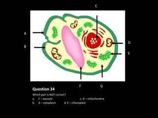 C




A

                                                                D
B
                                                                E




                                         F               G
    Question 34
    Which pair is NOT correct?
    a. F – vacoule                        c. D – mitochondria
    b. A – cytoplasm         d. E – chloroplast
 