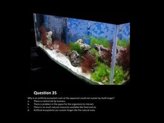 Question 35
Why is an artificial ecosystem such as the aquarium could not sustain by itself longer?
a.   There is control set by humans.
b.   There is problem in the space for the organisms to interact.
c.   There is no much natural resources available like food and air.
d.   Artificial ecosystems can sustain longer like the natural ones.
 