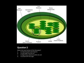 Question 2
What is the main function of the chloroplast?
a.   To make the plant colored green.
b.   To catch light from the sun.
c.   To digest toxic substances within the cell.
d.   To convert ATP into sugar.
 