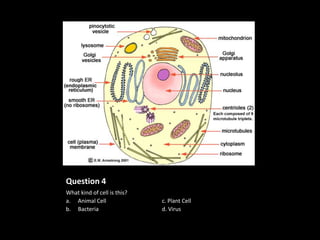 Question 4
What kind of cell is this?
a. Animal Cell               c. Plant Cell
b. Bacteria                  d. Virus
 