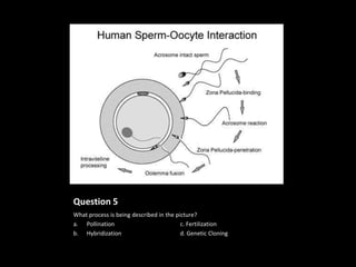 Question 5
What process is being described in the picture?
a. Pollination                           c. Fertilization
b. Hybridization                         d. Genetic Cloning
 