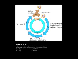 Question 6
What stage of the cell cycle when the nucleus divides?
a. Gap 1                    c. Synthesis
b. Gap 2                    d. Mitosis
 