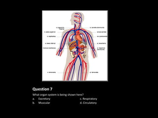 Question 7
What organ system is being shown here?
a. Excretory                       c. Respiratory
b. Muscular                        d. Circulatory
 