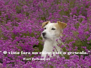 “ O viata fara un câine este o greseala.”
(Carl Zuckmayer)
 