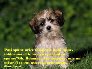 Poti spune orice tâmpenie unui câine,
totdeauna el te va privi pãrând cã
spune:”Oh, Doamne! Are dreptate, mie nu
mi-ar fi trecut asa ceva prin minte…”
(Dave Barry)
 