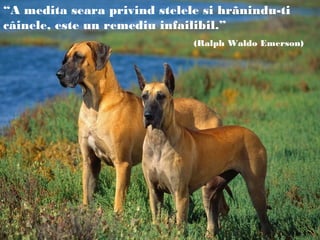 “A medita seara privind stelele si hrãnindu-ti
câinele, este un remediu infailibil.”
(Ralph Waldo Emerson)
 
