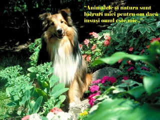 “Animalele şi natura sunt
lucruri mici pentru om dacã
însuşi omul este mic..”
 