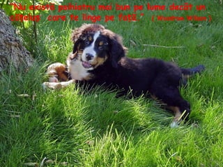 “Nu există psihiatru mai bun pe lume decât un
că eluț ș care te linge pe fa ăț .” ( Woodrow Wilson )
 