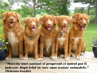 “Mãretia unei natiuni si progresul ei moral pot fi
judecate dupã felul în care sunt tratate animalele.”
(Mahatma Gandhi)
 