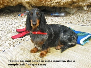 “Câinii nu sunt totul în viata noastrã, dar o
completezã.” (Roger Caras)
 