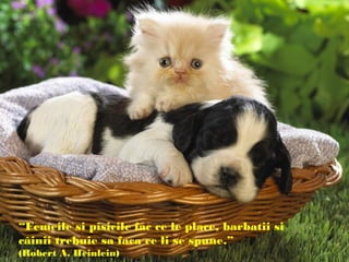 “Femeile si pisicile fac ce le place, barbatii si
câinii trebuie sa faca ce li se spune.”
(Robert A. Heinlein)
 