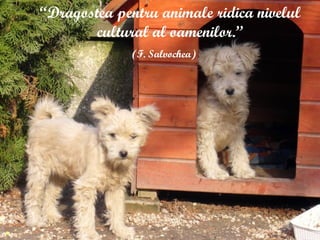 “Dragostea pentru animale ridica nivelul
cultural al oamenilor.”
(F. Salvochea)
 