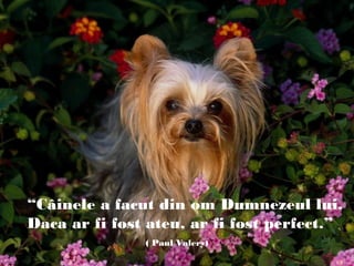 “Câinele a facut din om Dumnezeul lui.
Daca ar fi fost ateu, ar fi fost perfect.”
( Paul Valery)
 