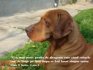 “Cea mai mare proba de dragoste este când câinele
tau te linge pe fata dupa ce l-ai lasat singur toata
ziua !( Anita, 4 ans )
 