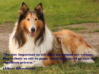 “Nu este important sa stii daca un animal are ratiune.
Dar trebuie sa stii ca poate suferi pentru cel pe care îl
considera prieten.”
(Albert Schweitzer)
 
