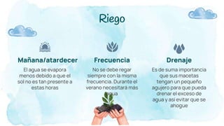 Riego
El agua se evapora
menos debido a que el
sol no es tan presente a
estas horas
Mañana/atardecer
No se debe regar
siempre con la misma
frecuencia. Durante el
verano necesitará más
agua
Frecuencia
Es de suma importancia
que sus macetas
tengan un pequeño
agujero para que pueda
drenar el exceso de
agua y así evitar que se
ahogue
Drenaje
 