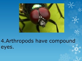 4.Arthropods have compound
eyes.
 