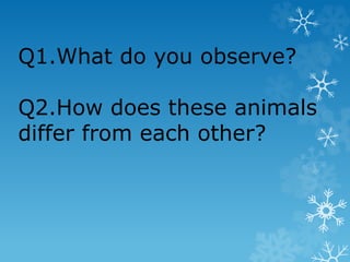 Q1.What do you observe?
Q2.How does these animals
differ from each other?
 
