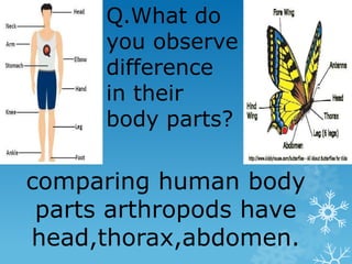 Q.What do
you observe
difference
in their
body parts?
comparing human body
parts arthropods have
head,thorax,abdomen.
 