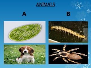 ANIMALS
A B
 